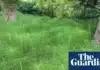 Field Horsetail: The Resilient Plant Thriving in Drought