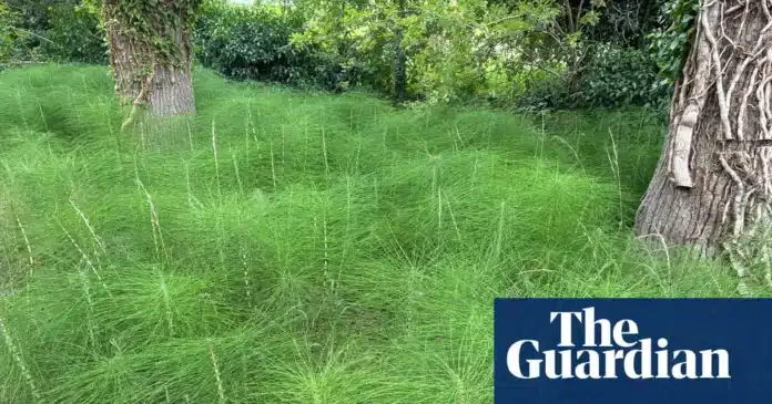 Field Horsetail: The Resilient Plant Thriving in Drought