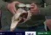 Cricket Fan’s Dropped Pints Go Viral
