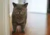 7 Cat Breeds Prone to Separation Anxiety When Left Alone