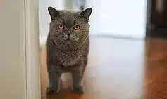 7 Cat Breeds Prone to Separation Anxiety When Left Alone 7 Cat Breeds Prone to Separation Anxiety When Left Alone