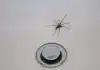 Natural Spider Repellent: Keep Pests Away With Lavender Oil