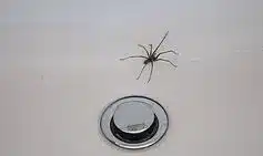 Natural Spider Repellent: Keep Pests Away With Lavender Oil