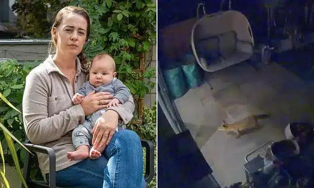 Fox Attacks Baby in Home, Leaving Infant with Puncture Wounds