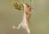 Wood Mouse’s Adorable Balletic Reach for Food Captured in Scotland