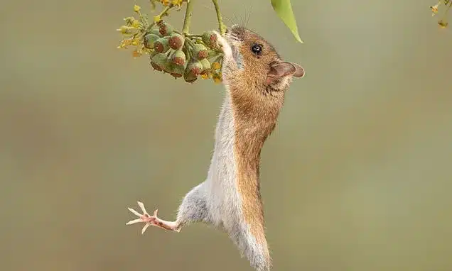 Wood Mouse’s Adorable Balletic Reach for Food Captured in Scotland