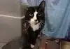 One-Eared Cat Paddy Seeks Loving Home at Battersea