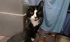 One-Eared Cat Paddy Seeks Loving Home at Battersea One-Eared Cat Paddy Seeks Loving Home at Battersea