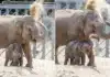 Baby Elephant Zaiya Masters Sun Protection by Mimicking Her Mother