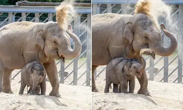Baby Elephant Zaiya Masters Sun Protection by Mimicking Her Mother