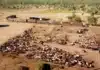 Guy Hands’ Company Buys NT Cattle Station, Expands Land Holdings