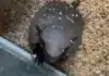 Stanley the Armadillo Missing in Sussex: Urgent Search Underway