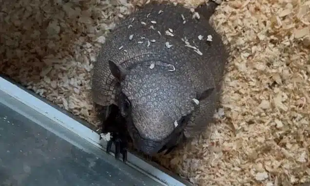 Stanley the Armadillo Missing in Sussex: Urgent Search Underway Stanley the Armadillo Missing in Sussex: Urgent Search Underway