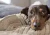 7 Low-Maintenance Dog Breeds for Busy Lifestyles