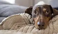 7 Low-Maintenance Dog Breeds for Busy Lifestyles 7 Low-Maintenance Dog Breeds for Busy Lifestyles